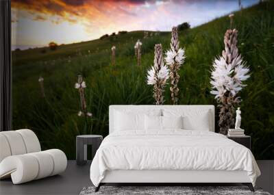 Branched Asphodel Blooming Plant known for its Latin name of Asphodelus Ramosus Wall mural