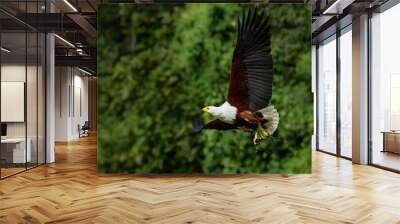 African Fish Eagle in flight against trees Wall mural