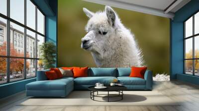 Alpaca closeup portrait on blur background Wall mural