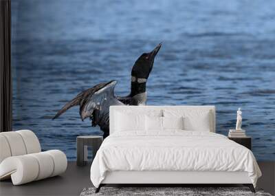 Common Loon Splashing Water With Open Wings Wall mural