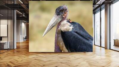 Marabou Stork closeup portrait on blur background Wall mural