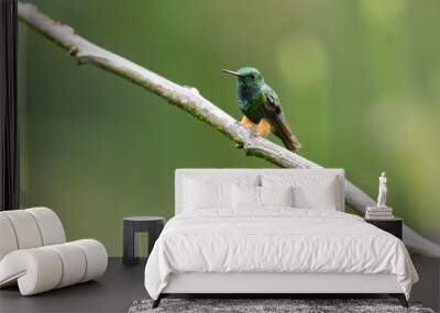 Peruvian-booted Racket-tail on stick against green background Wall mural