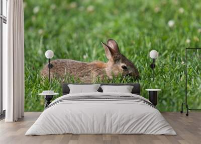 Wild Rabbit in Summer Wall mural