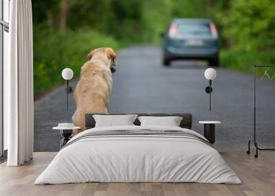 Abandoned dog on the road Wall mural