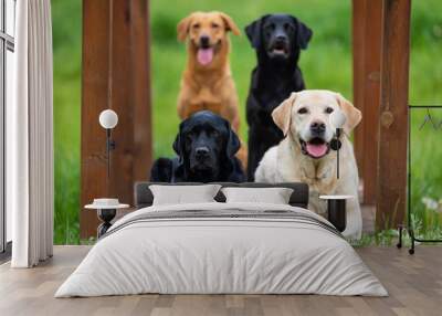 Four Labrador Retriever dogs in different colors Wall mural