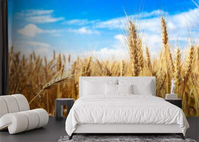 gold ripe wheat blue sky background. winter wheat field in sunlight closeup, shallow depth of field. Agriculture, agronomy and farming background. Harvest concept. Wall mural