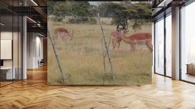 Two Impalas have fight on the grass Wall mural