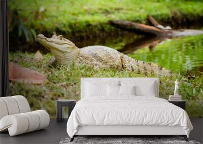 (Caiman crocodilus), also known as the white caiman Wall mural