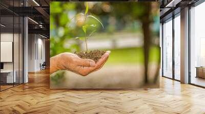 Close up of two hands holding and caring a young green plant, planting tree, growing a tree, love nature, save the world Wall mural