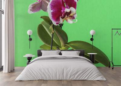 Phalaenopsis orchid seedling on a green background Wall mural