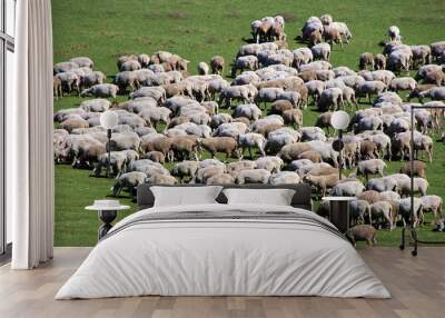 Herd of sheeps on green meadow Wall mural