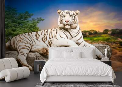 young white tiger Wall mural