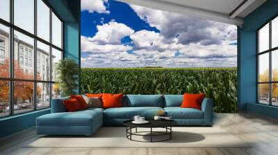 field of corn and white clouds and blue sky Wall mural