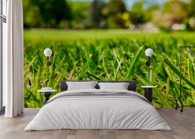 Close-up of lush green grass in a vibrant park during spring, symbolizing growth and Earth Day Wall mural