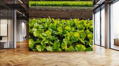 Fresh green lettuce growing in rows on a sustainable organic farm, promoting eco-friendly agriculture and healthy eating habits Wall mural