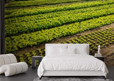 Rows of thriving lettuce plants on a farm, representing sustainable agriculture and organic gardening practices Wall mural