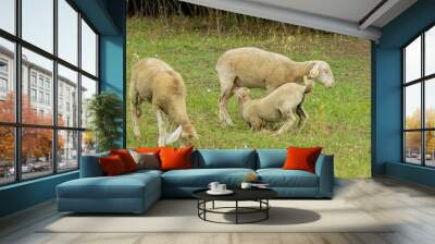 Sheep grazing in a green pasture with a lamb nursing, illustrating concepts of farm life and rural agriculture Wall mural