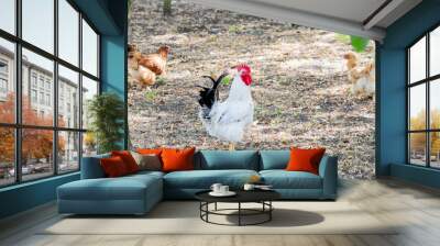 White rooster and hens roaming outdoors on a sunny day, showcasing natural farming and sustainable agriculture concepts Wall mural