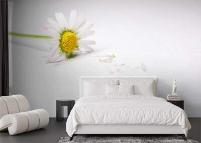 he she it  loves me daisy Wall mural