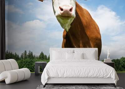 cow Wall mural