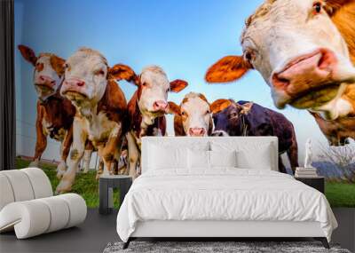 nice cow herd Wall mural