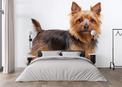 Adorable Australian Terrier dog with brown fur and floppy ears stands alone on a transparent background, showcasing its cute facial expression and tiny paws. Wall mural