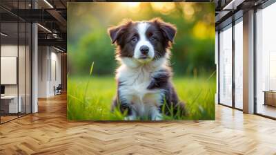 Adorable border collie puppy with fluffy black and white fur, sitting alone on a green grassy field, looking up with curious brown eyes. Wall mural