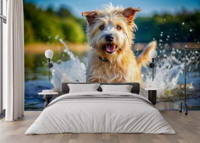 Adorable Glen of Imaal Terrier splashes in water on a sunny day, showcasing a hilarious expression, floppy ears, and wagging tail in joyful abandon. Wall mural