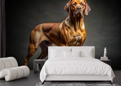 Strong and majestic Broholmer dog stands proudly, showcasing its muscular build and distinctive coat patterns, against a clean and minimalist studio background. Wall mural