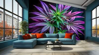 Vibrant green and rich purple cannabis leaves unfold against a dramatic black backdrop, showcasing the intricate details of the medical hemp plant's foliage in stunning artistic clarity. Wall mural