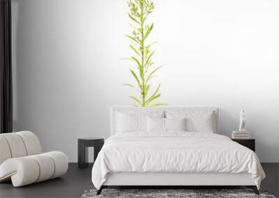 Horseweed plant on isolated Canvas Wall mural