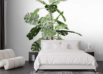 Swiss cheese plant isolated on Canvas Wall mural