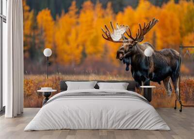 Moose in a nature photography workshop, scenic antlers Wall mural