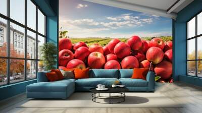 Wide view of apple orchard with ripe fruit Wall mural