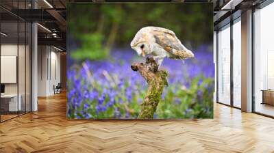 Barn Owl in Bluebell Wood 2 Wall mural