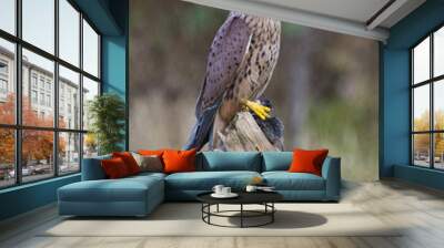 kestrel with mouse 2 Wall mural