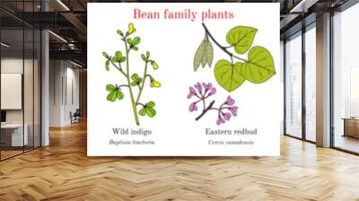 Bean family plants. (Fabaceae, Leguminosae or Papilionaceae). Wall mural