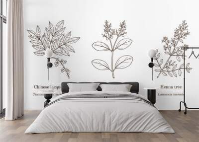 Collection of edible and medicinal plants Wall mural