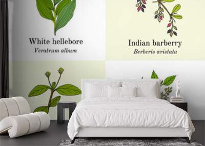 Set of edible and medicinal plants Wall mural