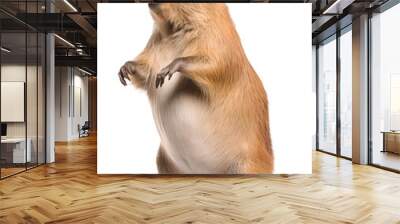 cute capybara standing on two legs, isolated background. Generative Ai Wall mural