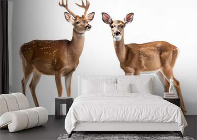 male and female deer on isolated background Wall mural