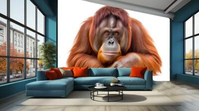 orang utan sitting looking sad, isolated on white Wall mural