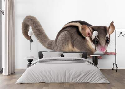 Sugar glider with long tail, isolated on transparent background Wall mural