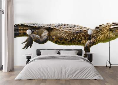 Swimming crocodile on isolated background Wall mural