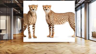 two cheetah portrait on isolated background Wall mural