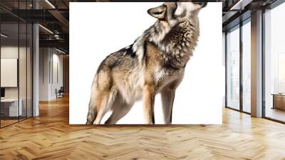 wolf howling on isolated background Wall mural