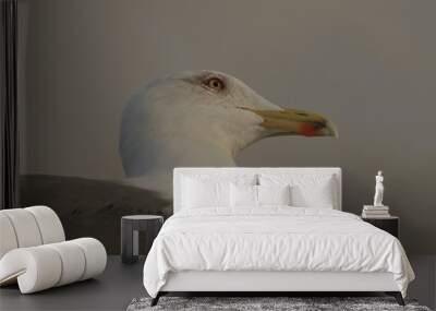 Head of a herring gull during sunset Wall mural