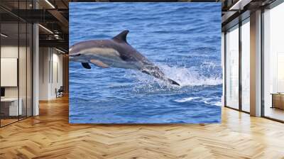 dolphin jumping out of water Wall mural