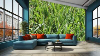 green grass background Wall mural