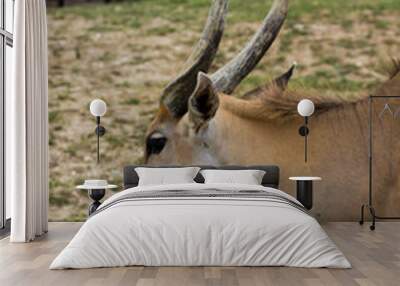 Eland Wall mural